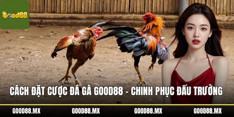 Cách Đặt Cược Đá Gà GOOD88 - Chinh Phục Đấu Trường Sôi Động