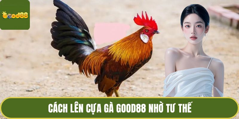 Cách Lên Cựa Gà GOOD88 Nhờ Quan Sát Chiến Kê Chuyên Nghiệp 3 Cách lên cựa gà GOOD88 nhờ tư thế