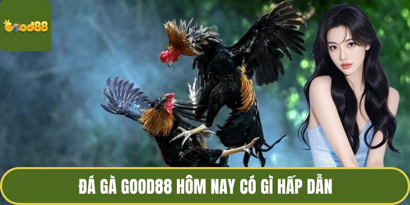 Đá Gà GOOD88 Hôm Nay - Đam Mê Ở Đấu Trường Thomo Huyền Thoại 3 Đá gà GOOD88 hôm nay có gì hấp dẫn