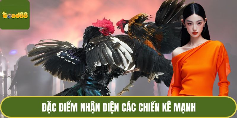 Đặc điểm nhận diện các chiến kê mạnh