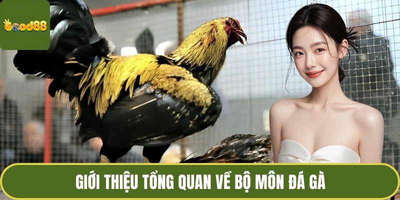 Đá Gà GOOD88 Hôm Nay - Đam Mê Ở Đấu Trường Thomo Huyền Thoại 2 Giới thiệu tổng quan về bộ môn đá gà