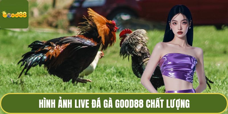 Hình ảnh live đá gà GOOD88 chất lượng