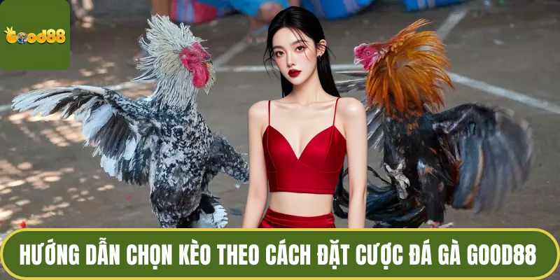 Cách Đặt Cược Đá Gà GOOD88 - Chinh Phục Đấu Trường Sôi Động 4 Hướng dẫn chọn kèo theo cách đặt cược đá gà GOOD88