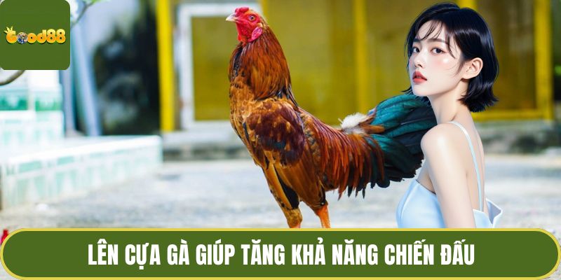 Cách Lên Cựa Gà GOOD88 Nhờ Quan Sát Chiến Kê Chuyên Nghiệp 2 Lên cựa gà giúp tăng khả năng chiến đấu