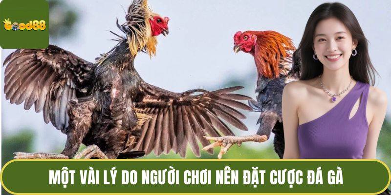 Cách Đặt Cược Đá Gà GOOD88 - Chinh Phục Đấu Trường Sôi Động 3 Một vài lý do người chơi nên đặt cược đá gà