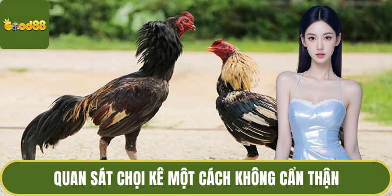 Cách Lên Cựa Gà GOOD88 Nhờ Quan Sát Chiến Kê Chuyên Nghiệp 4 Quan sát chọi kê một cách không cẩn thận
