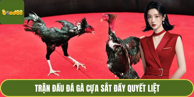 Trận đấu đá gà cựa sắt đầy quyết liệt